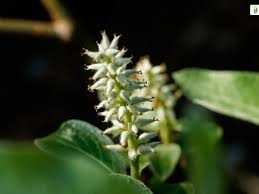 Attēlu rezultāti vaicājumam “Salix myrsinifolia male flower”