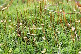 Attēlu rezultāti vaicājumam “Polytrichum formosum”
