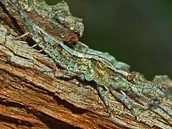 Attēlu rezultāti vaicājumam “Machilidae”