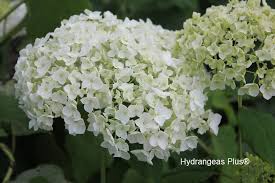 Attēlu rezultāti vaicājumam “Hydrangea arborescens”