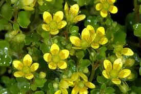Attēlu rezultāti vaicājumam “Saxifraga cymbalaria flower”