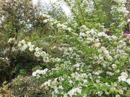 Attēlu rezultāti vaicājumam “Spiraea chamaedryfolia flower”