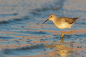 Attēlu rezultāti vaicājumam “Tringa stagnatilis”