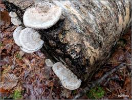 Attēlu rezultāti vaicājumam “Trametes suaveolens”