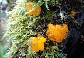 Attēlu rezultāti vaicājumam “Antitrichia curtipendula macro”