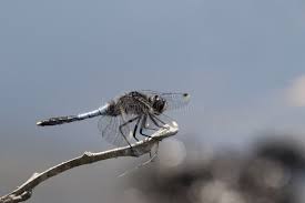 Attēlu rezultāti vaicājumam “Leucorrhinia caudalis male”