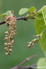 Attēlu rezultāti vaicājumam “Carpinus betulus female flower”