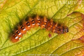 Attēlu rezultāti vaicājumam “Acronicta rumicis larva”