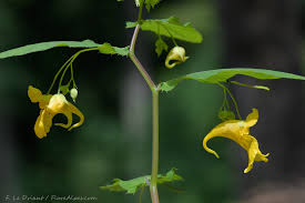 Attēlu rezultāti vaicājumam “Impatiens noli-tangere”