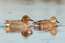 Attēlu rezultāti vaicājumam “Anas crecca male”