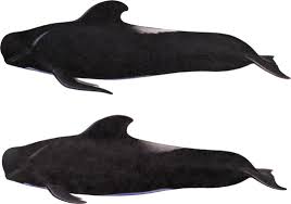 Image result for Globicephala melas