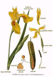 Attēlu rezultāti vaicājumam “Iris pseudacorus fruit”
