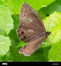 Attēlu rezultāti vaicājumam “Lopinga achine underside”