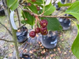 Attēlu rezultāti vaicājumam “Malus baccata fruit”