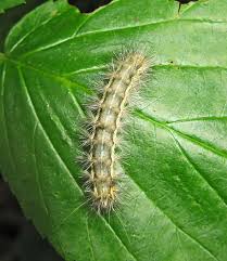 Attēlu rezultāti vaicājumam “Thecabius affinis imago”