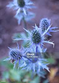 Image result for Blaudistel