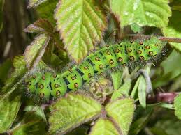 Attēlu rezultāti vaicājumam “Saturnia pavonia larva”