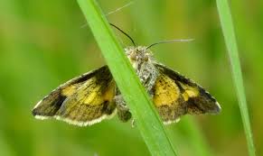 Attēlu rezultāti vaicājumam “Panemeria tenebrata”