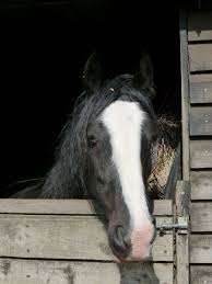 Image result for Palmers Riding Stables