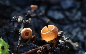 Attēlu rezultāti vaicājumam “Ciboria amentacea”