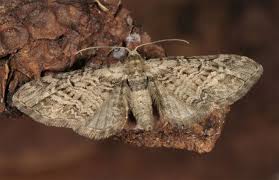 Attēlu rezultāti vaicājumam “Eupithecia exiguata”