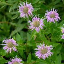 Attēlu rezultāti vaicājumam “Stuckenia filiformis bud”