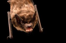 Attēlu rezultāti vaicājumam “Eptesicus serotinus”