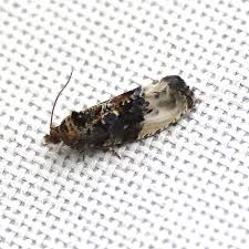 Attēlu rezultāti vaicājumam “Hedya nubiferana”