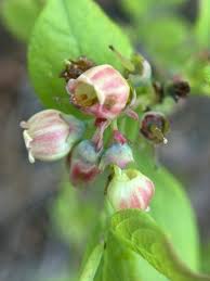 Attēlu rezultāti vaicājumam “Vaccinium angustifolium”