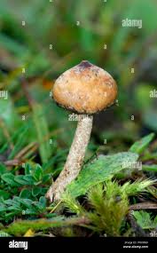 Attēlu rezultāti vaicājumam “Tulostoma fimbriatum”