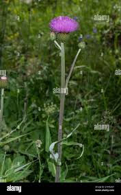 Attēlu rezultāti vaicājumam “Cirsium heterophyllum flower”