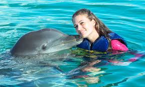 Image result for Adventure Dolphin