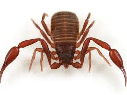 Attēlu rezultāti vaicājumam “Scorpidium scorpioides”