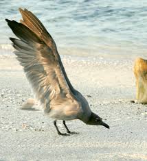 Attēlu rezultāti vaicājumam “Fuligo laevis”