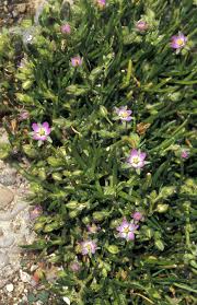 Attēlu rezultāti vaicājumam “Spergularia marina bud”