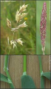 Attēlu rezultāti vaicājumam “Holcus mollis”