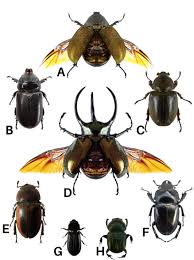 Attēlu rezultāti vaicājumam “Scarabaeidae”