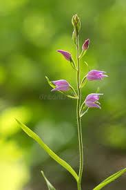 Attēlu rezultāti vaicājumam “Cephalanthera rubra flower”