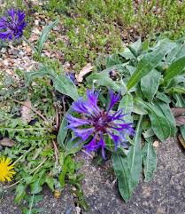Attēlu rezultāti vaicājumam “Libanotis montana flower”