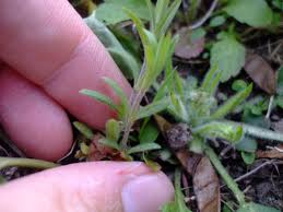 Attēlu rezultāti vaicājumam “Cerastium arvense leaf”
