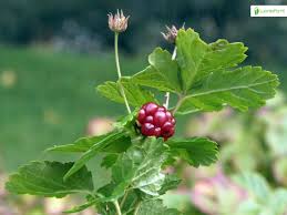 Attēlu rezultāti vaicājumam “Rubus arcticus”