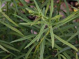 Attēlu rezultāti vaicājumam “Linaria vulgaris flower”
