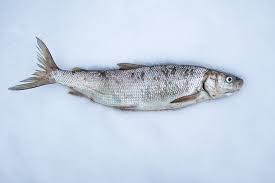 Image result for Coregonus clupeaformis