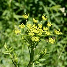 Attēlu rezultāti vaicājumam “Pastinaca sativa”