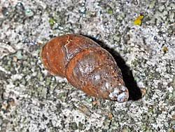 Attēlu rezultāti vaicājumam “Ena obscura”