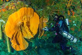 Image result for innerspace divers