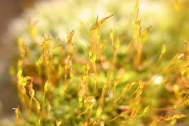 Attēlu rezultāti vaicājumam “Barbula convoluta sporophyte”
