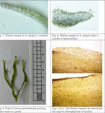 Attēlu rezultāti vaicājumam “Aneura pinguis”