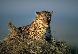 Attēlu rezultāti vaicājumam “Carnivora”