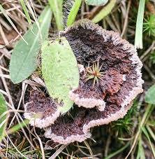 Attēlu rezultāti vaicājumam “Thelephora terrestris”